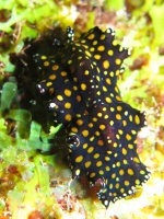 13 Leopard Flatworm IMG 4052IMG 4050